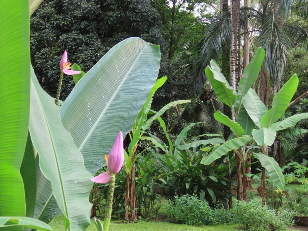Sand Dollar Beach Bed & Breakfast Bocas del Toro Exterior photo